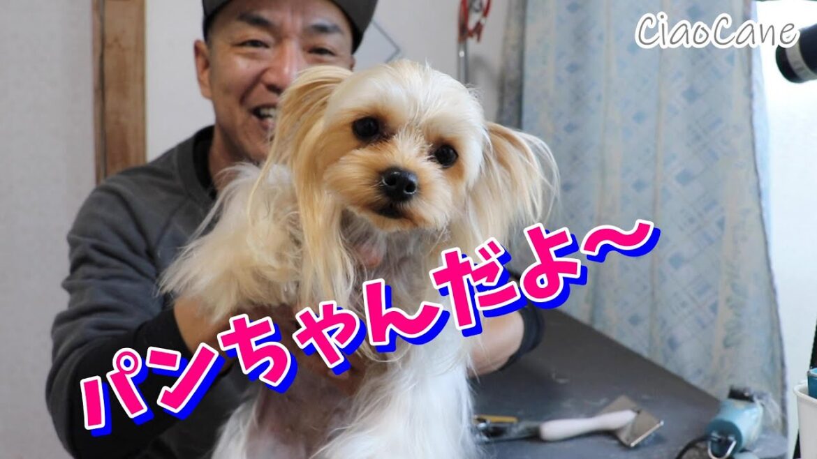 パンちゃんてどんな子？【ヨークシャーテリア専門犬舎チャオカーネ】