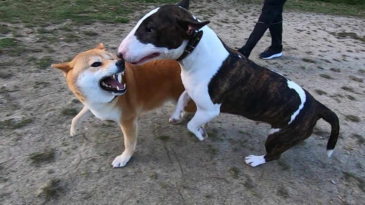 【柴犬】春のうめチャコ【ブルテリア】 【柴犬】春のうめチャコ【ブルテリア】