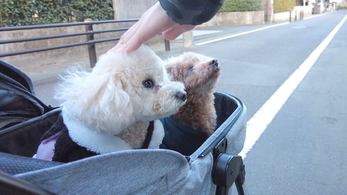 仕事納めのパパについてったら離れたくない妹犬が悲痛な声で鳴いちゃいました…涙 仕事納めのパパについてったら離れたくない妹犬が悲痛な声で鳴いちゃいました…涙
