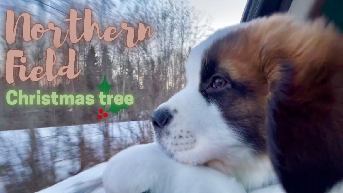 セントバーナード 子犬 ボウ成長記/クリスマスツリー【超大型犬とカナダで田舎暮らし・海外生活】犬Vlog セントバーナード 子犬 ボウ成長記/クリスマスツリー【超大型犬とカナダで田舎暮らし・海外生活】犬Vlog