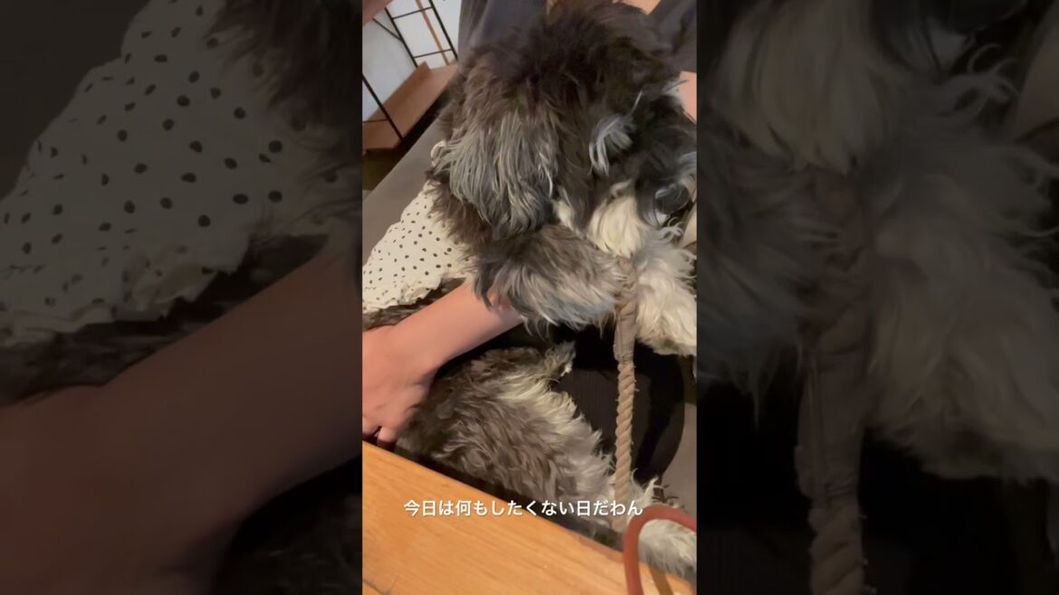 【ミニチュアシュナウザー】今日は何もしたくない犬＃だって犬だもの