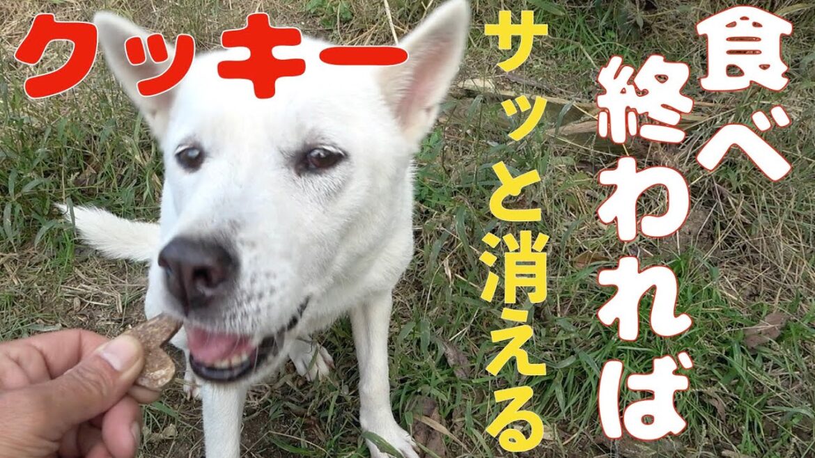 紀州犬 北斗くん鹿しかクッキー食べて興奮？ロケットの様にスッ飛んで行きました