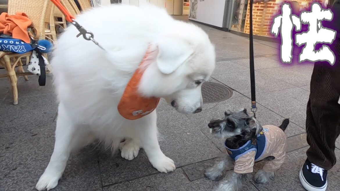 大型犬にビビりまくりの愛犬がこちらです。【ミニチュアシュナウザー】