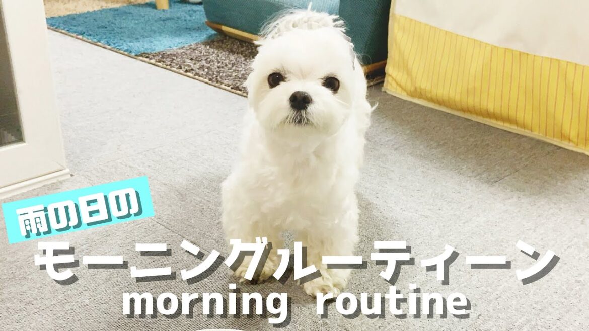 マルチーズのめちゃくちゃリアルなモーニングルーティーン（雨の日編）【morning  routine】