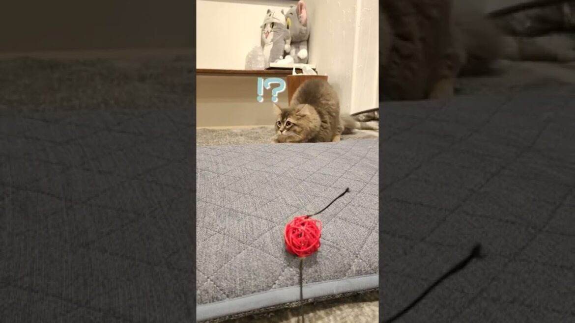 隙をついて飛びかかってくる子猫...【サイベリアンのラフィ】#shorts