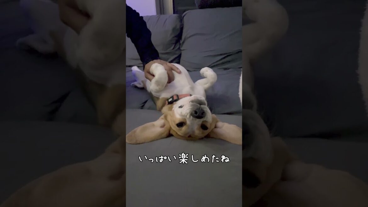 疲れ切って動かないビーグル犬　#shorts