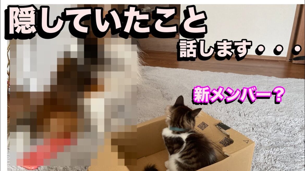 実は隠していたことがありました。(シェットランドシープドッグ・シェルティー)