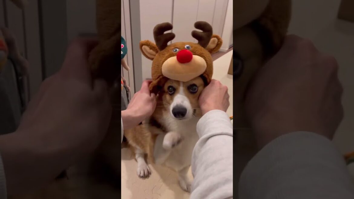 クリスマスに向けてトナカイ準備中なコーギー