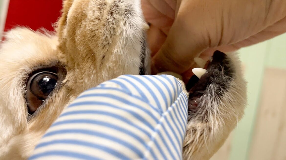 ぬいぐるみで遊ぶ犬がかわいい♡アメリカンコッカースパニエル