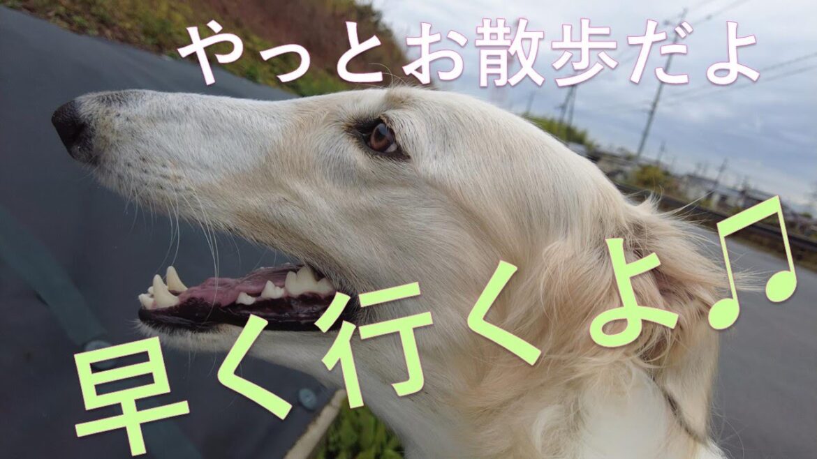 ボルゾイ せっかくのお散歩が🐶☔💧💧