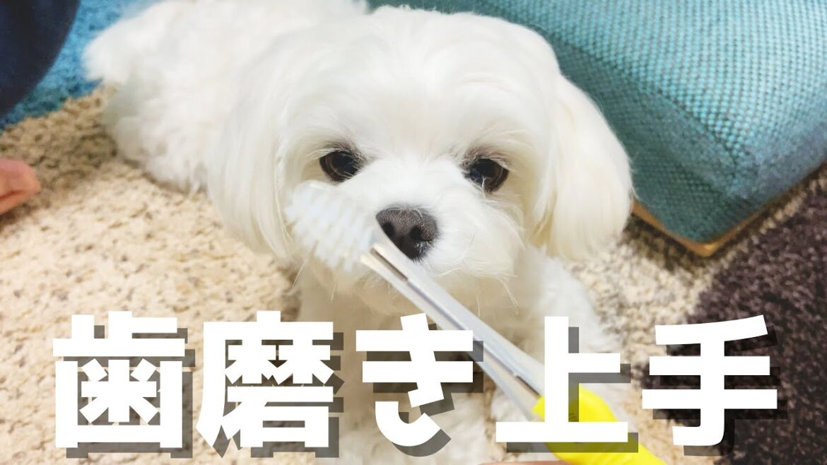 歯磨きが苦手だった犬が毎日コツコツ歯磨きしていたら上手に出来る様になりました【マルチーズ】