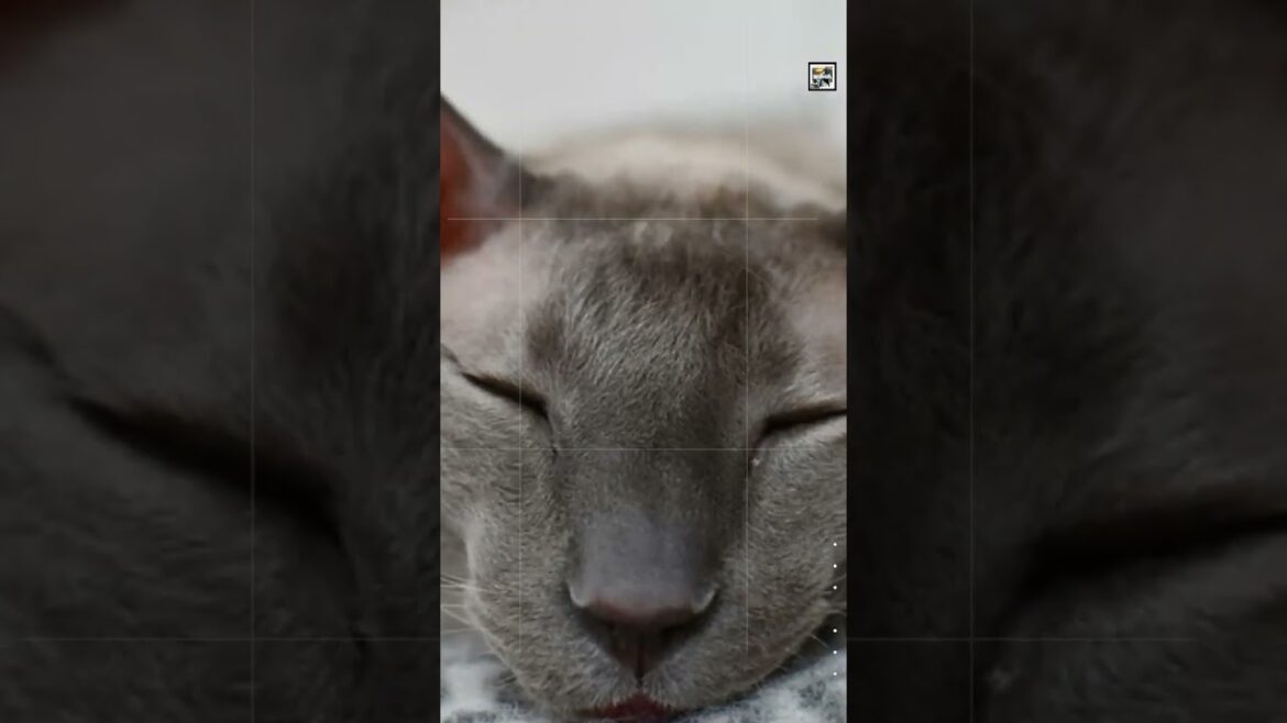 Quick Cornish Rex Facts – The Cat Made of Down – Animal a Day C Week #shorts Quick Cornish Rex Facts - The Cat Made of Down - Animal a Day C Week #shorts