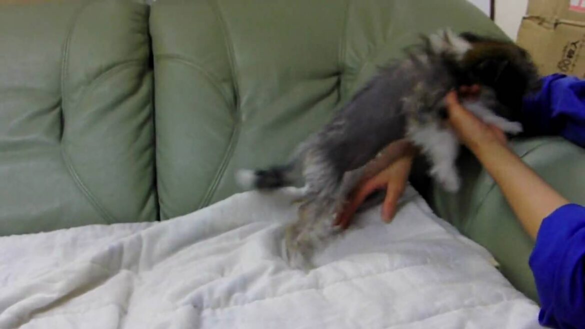 チャイニーズクレステッドドッグの子犬2010.01.08