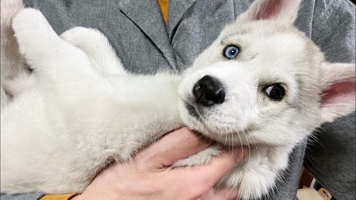 抱っこしてたらそのまま寝ちゃうシベリアンハスキーの子犬がかわいい