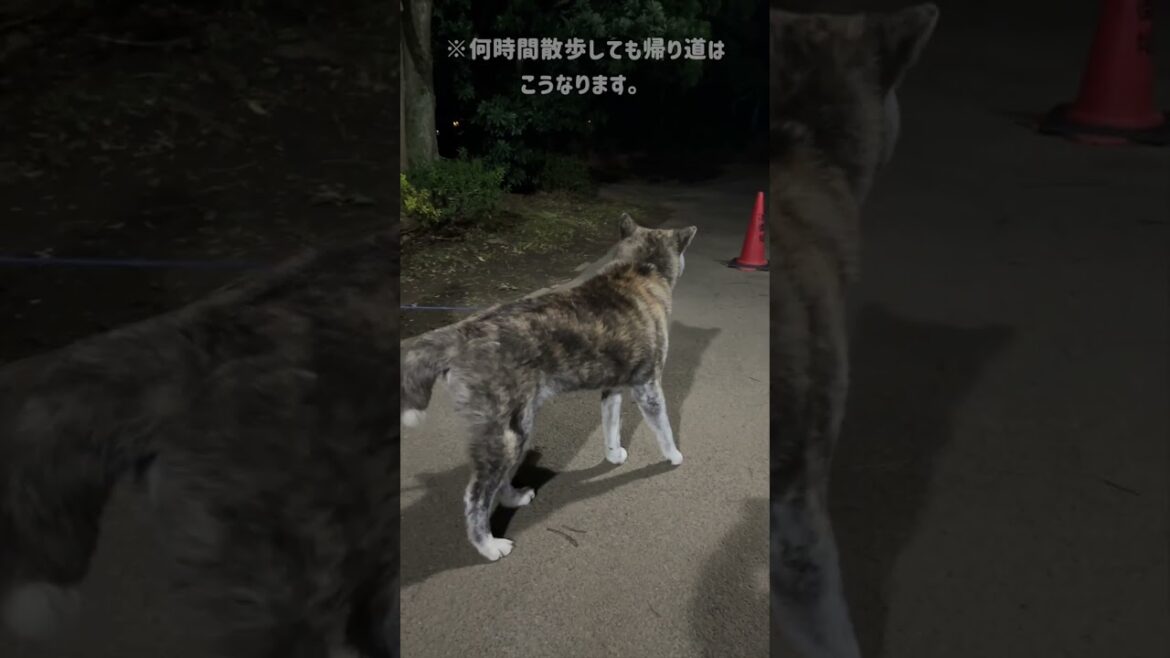 帰りたくなくて遠回りをしようと粘る秋田犬秋馬【虎毛】【akita dog】#shorts