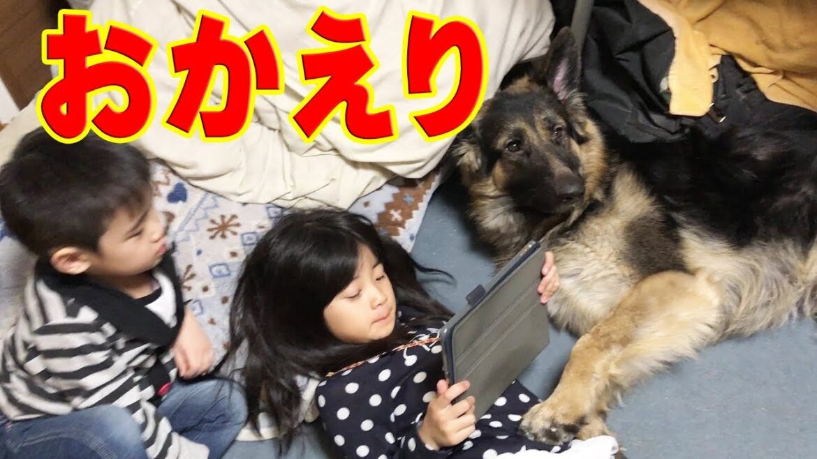 大型犬　ジャーマンシェパード犬　あっ失敗した！German Shepherd Dog