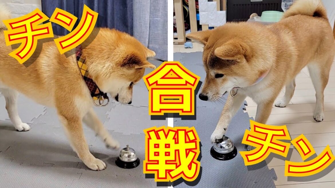 ピザーラ欲しさに暴徒化しチンベル合戦を始める柴犬、豆柴兄妹