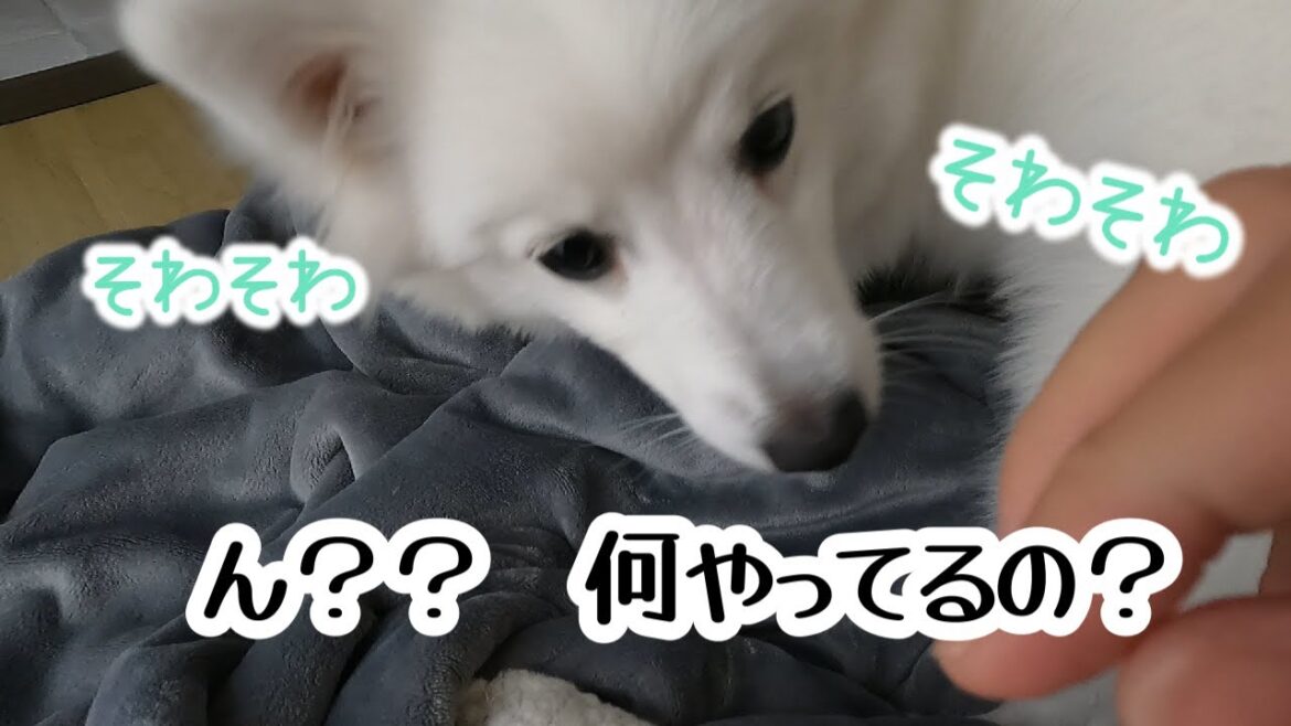 なんかそわそわしてると思ったら【日本スピッツじゃむの行動】