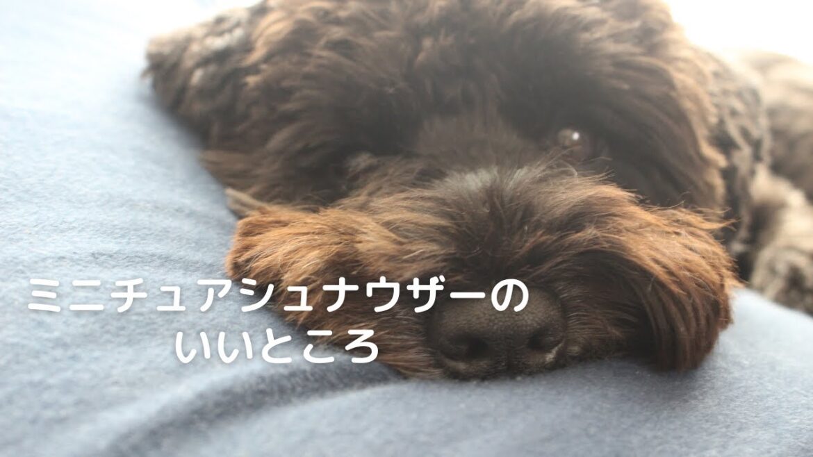 ミニチュアシュナウザーのここが素敵！【魅力５選】