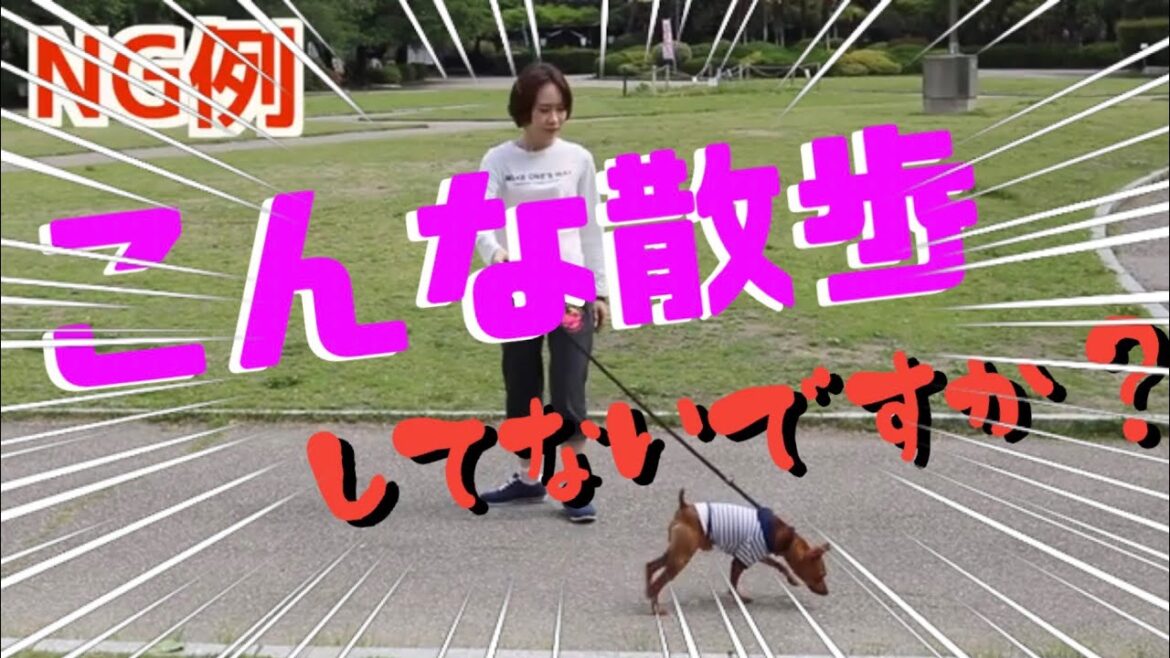 【犬のしつけ】散歩の仕方で主従関係・無駄吠えする犬か判断できる方法