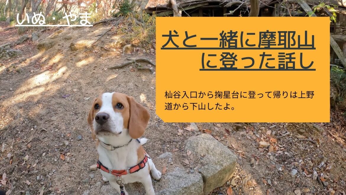 【摩耶山登山】ビーグル犬と一緒に摩耶山に登った話し