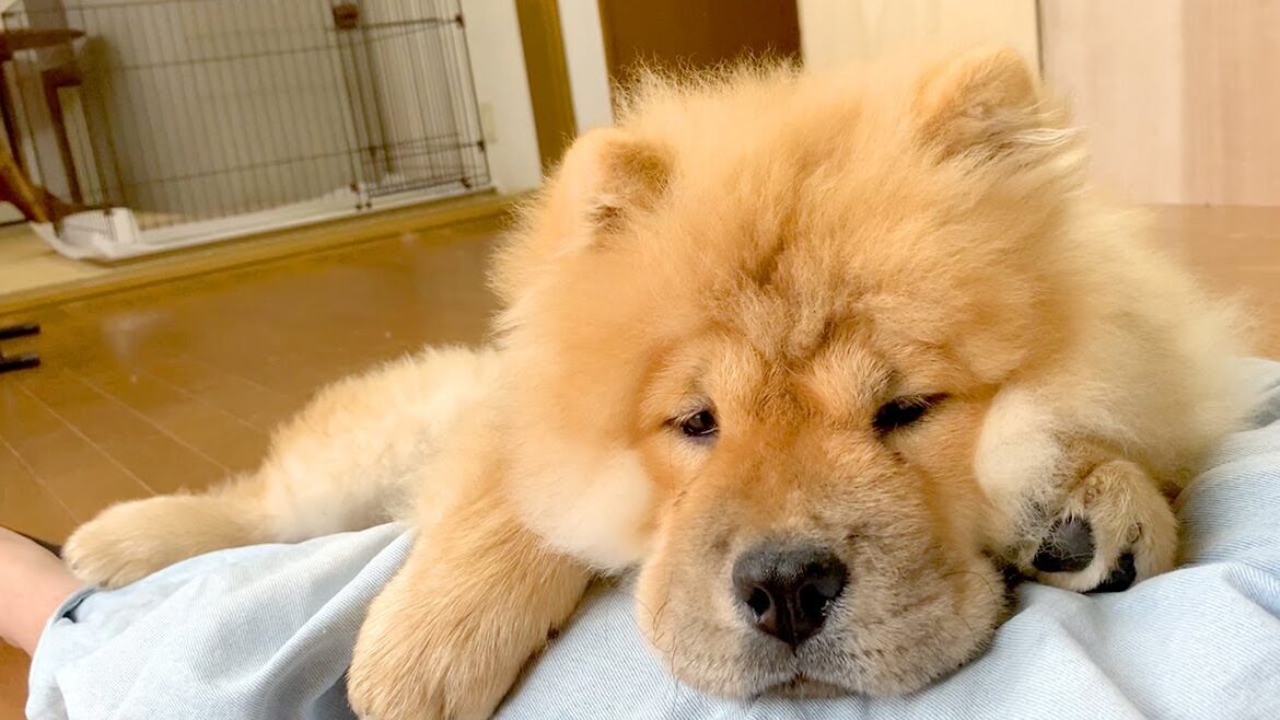ゴールデンウィーク明けのチャウチャウ犬