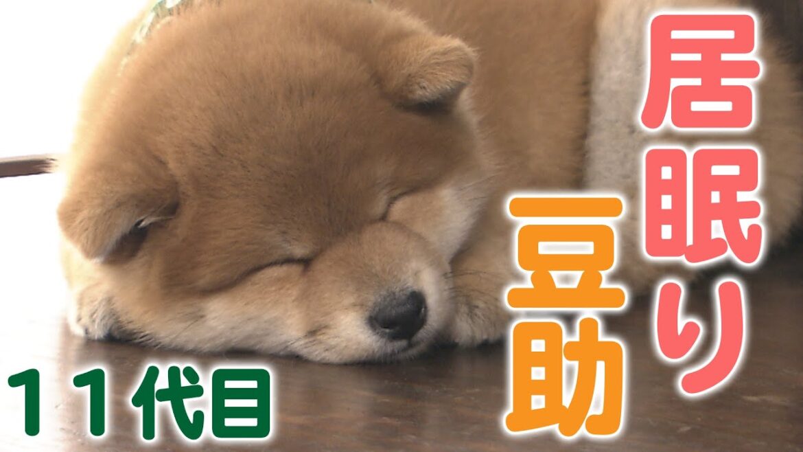 【豆助】撮影って大変！眠くなっちゃた…【柴犬・豆柴】［Shiba Inu］ I'm sleepy …[Shiba Inu / Mameshiba/Puppy]