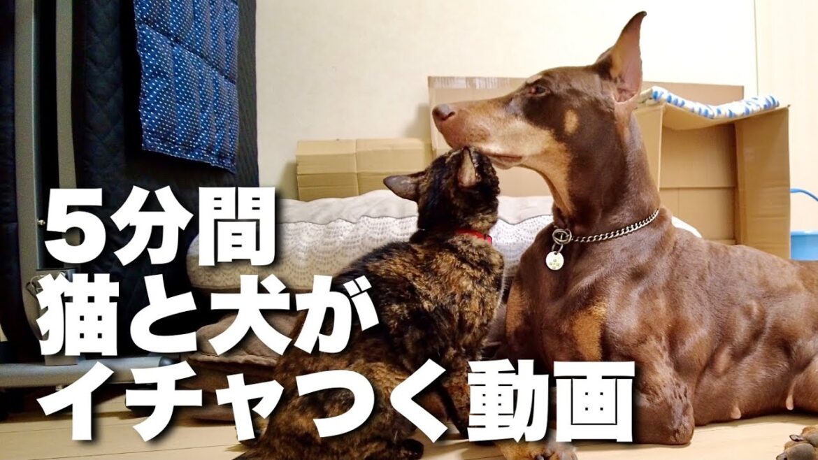 人嫌いの保護猫がベタベタ甘えるのはドーベルマン　サビ猫保護日記