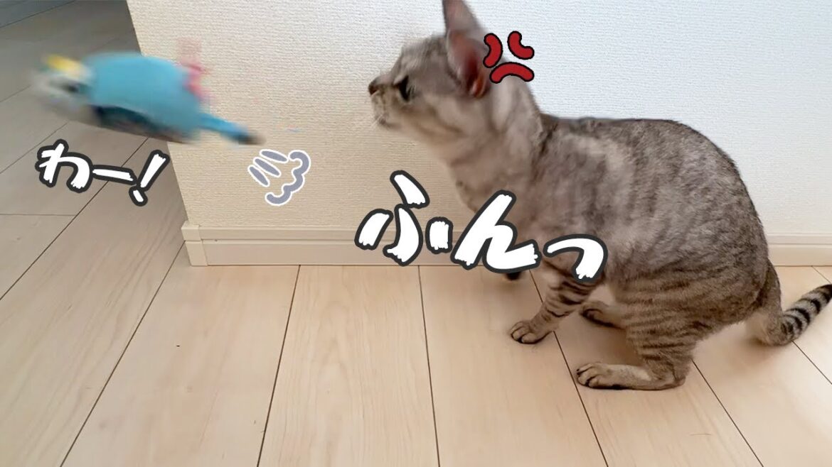 お気に入りの鳥さんを投げ飛ばす猫マロちゃん！