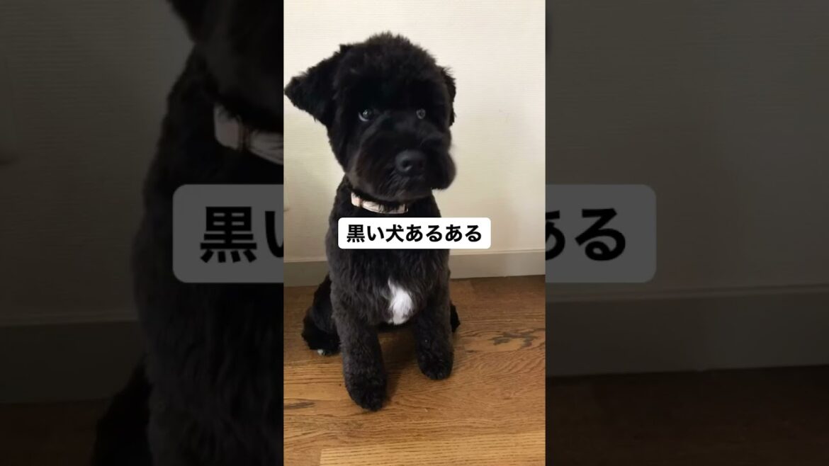 黒い犬あるある① | ミニチュアシュナウザー