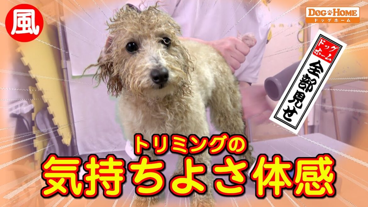 ブローにジョジョに慣れていく：ヤンチャな子でもすぐに覚えられる　やり始めと終わりでは違う　【トイプードルのプリンちゃんシャンプー編】　୨୧∵トリミング サロン DOG HOME ドッグホーム∵୨୧