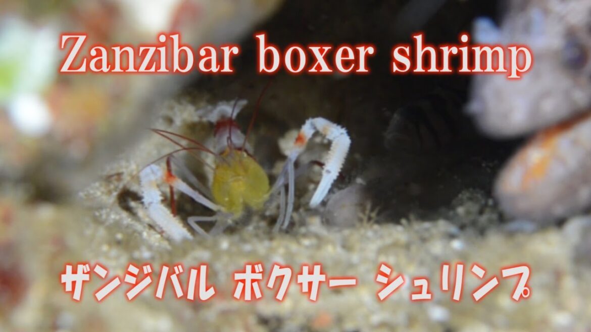 ザンジバルボクサーシュリンプ　Zanzibar boxer shrimp　Yellow boxer shrimp