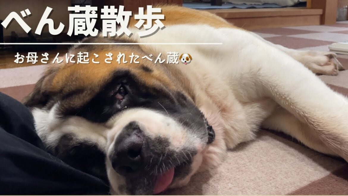 【セントバーナード】べん蔵がいつも寝てるので起こしちゃいました🐶