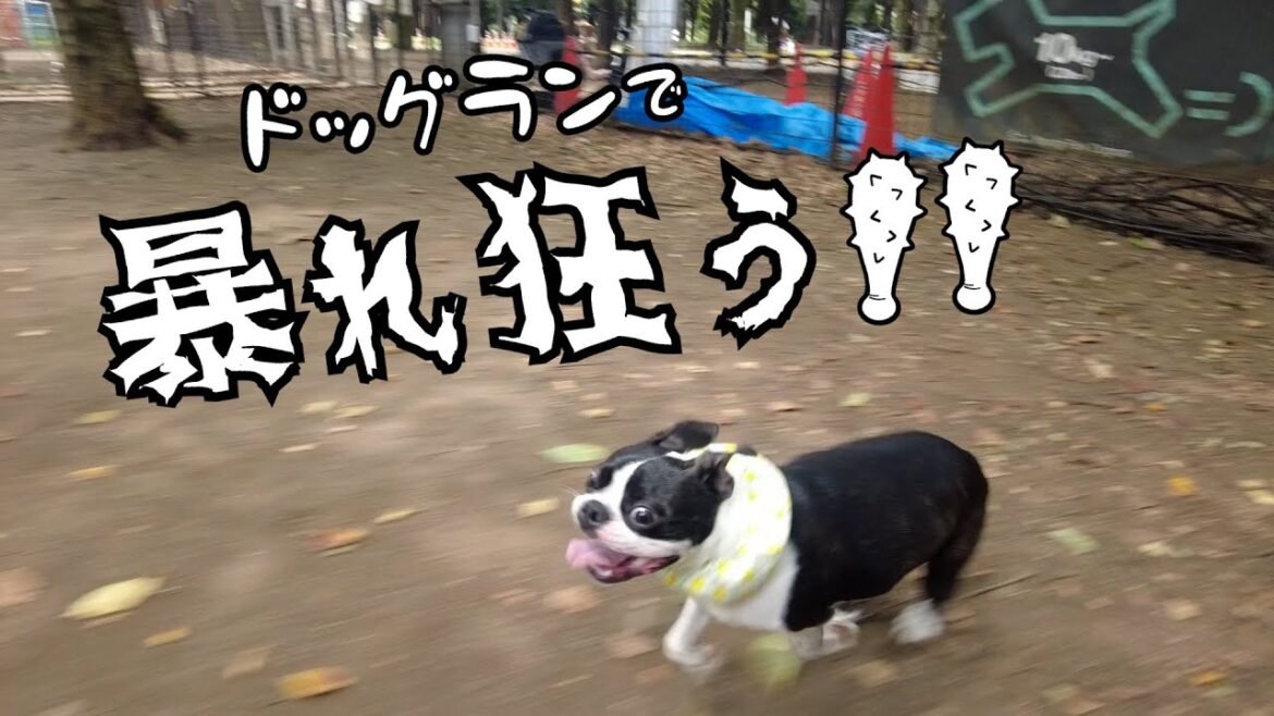 ドッグランで暴れ狂う犬【ボストンテリア】