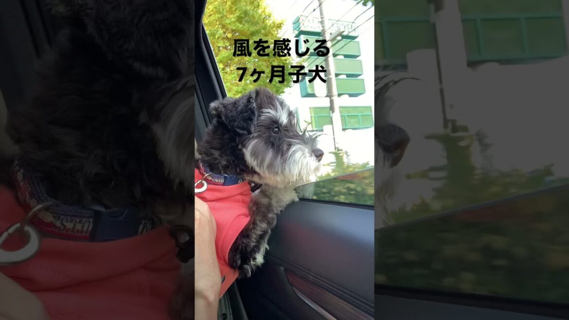 風を感じる子犬シュナウザー藤井まろ【ミニチュアシュナウザー子犬】 風を感じる子犬シュナウザー藤井まろ【ミニチュアシュナウザー子犬】