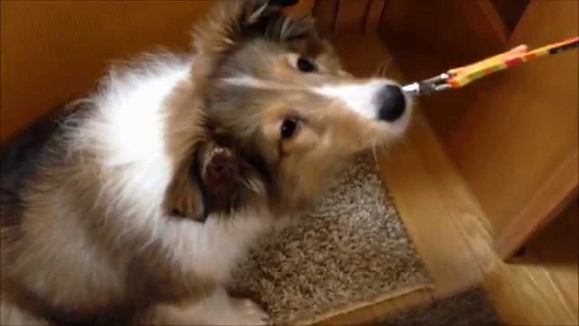 【リーダーウォークの練習】　シェットランドシープドッグ　子犬