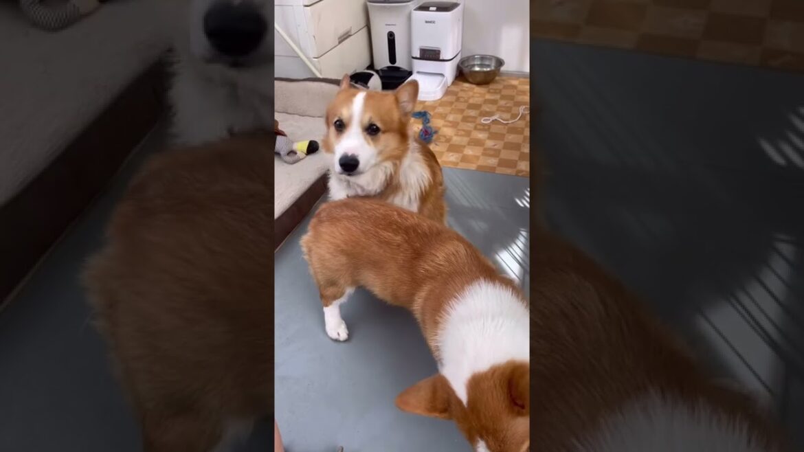 【犬】弟犬のおしりを嗅いで何かを訴えてきた兄犬‼︎【コーギー子犬】#shorts  #corgi #youtubeshorts