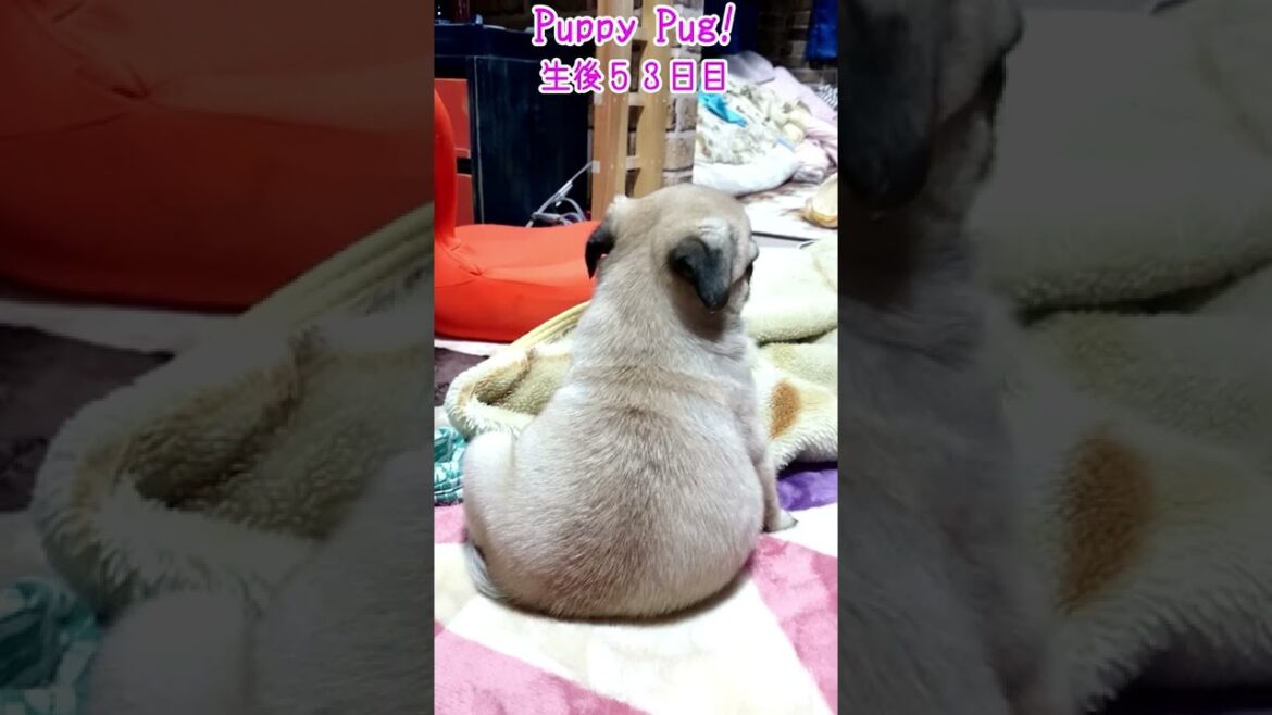 赤ちゃんパグ　おまめ　生後５３日目