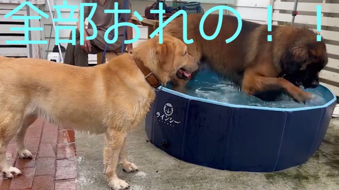 【レオンベルガー】ジャイアンすぎる海君と優しすぎるオーリー【超大型犬】【leonberger】
