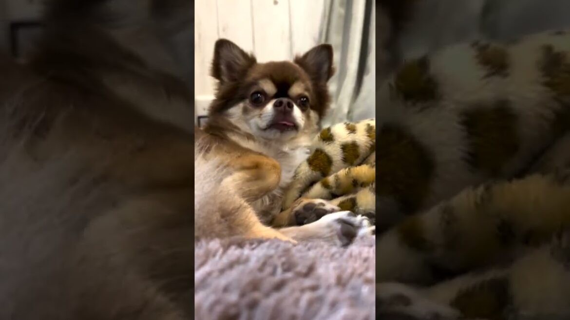 ベロちらロングコートチワワが可愛すぎた#shorts