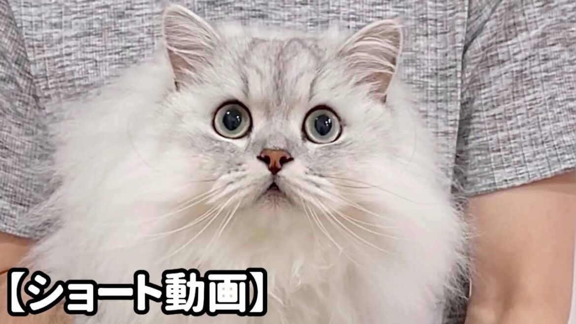 揺らしても目を逸らさない猫 【サイベリアン】 #Shorts