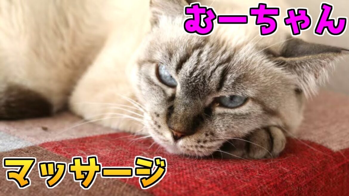 ちょ~気持ちいい!『あの狂暴だったシャム猫のむーちゃん』こんな事になってます。おまけ『はる&アポロ』保護ねこ ちょ~気持ちいい!『あの狂暴だったシャム猫のむーちゃん』こんな事になってます。おまけ『はる&アポロ』保護ねこ