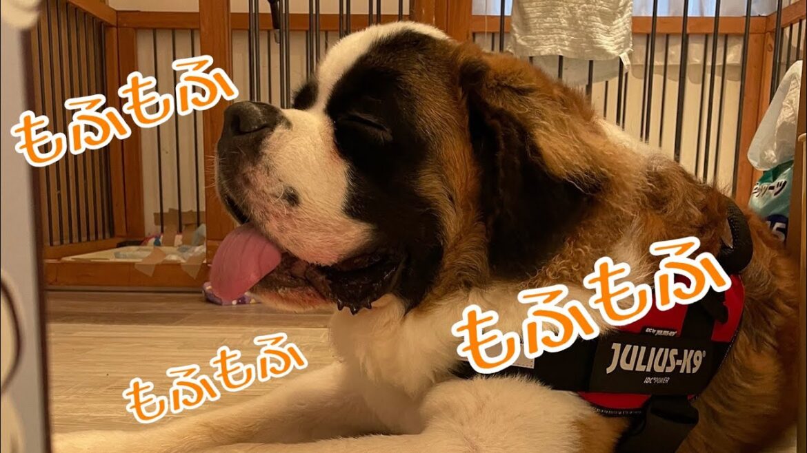 【生後12ヶ月】ぬいぐるみを両手で挟んでもふもふ【セントバーナード】