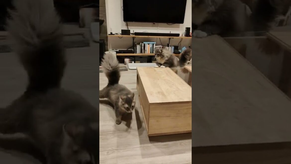奇襲に失敗して追い返されるモフ猫【サイベリアンのラフィ】#shorts
