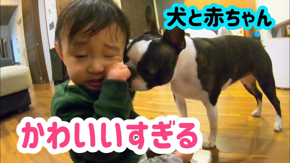 【可愛すぎる】赤ちゃんのおやつを狙うボストンテリアのグリちゃん