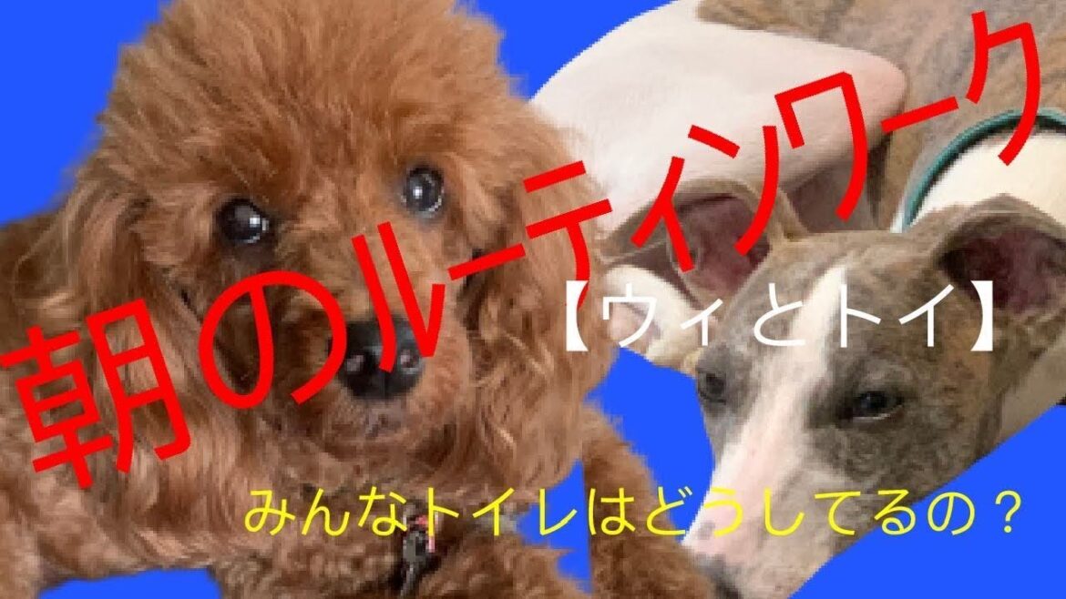 朝のルーティンワーク【トイプードル】【ウィペット】
