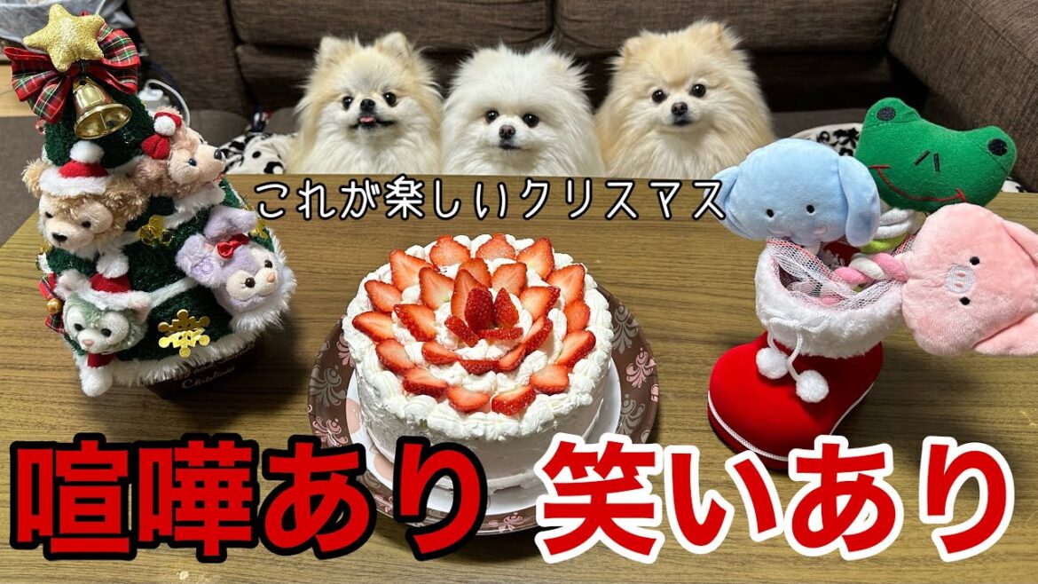 【Xmas】３姉妹ポメラニアンが世界中に笑いと癒しを届けます