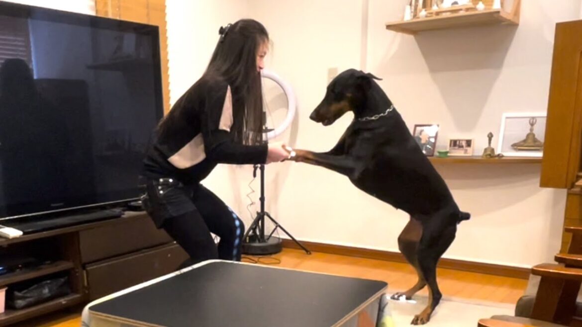 ママのことが大好きなドーベルマン