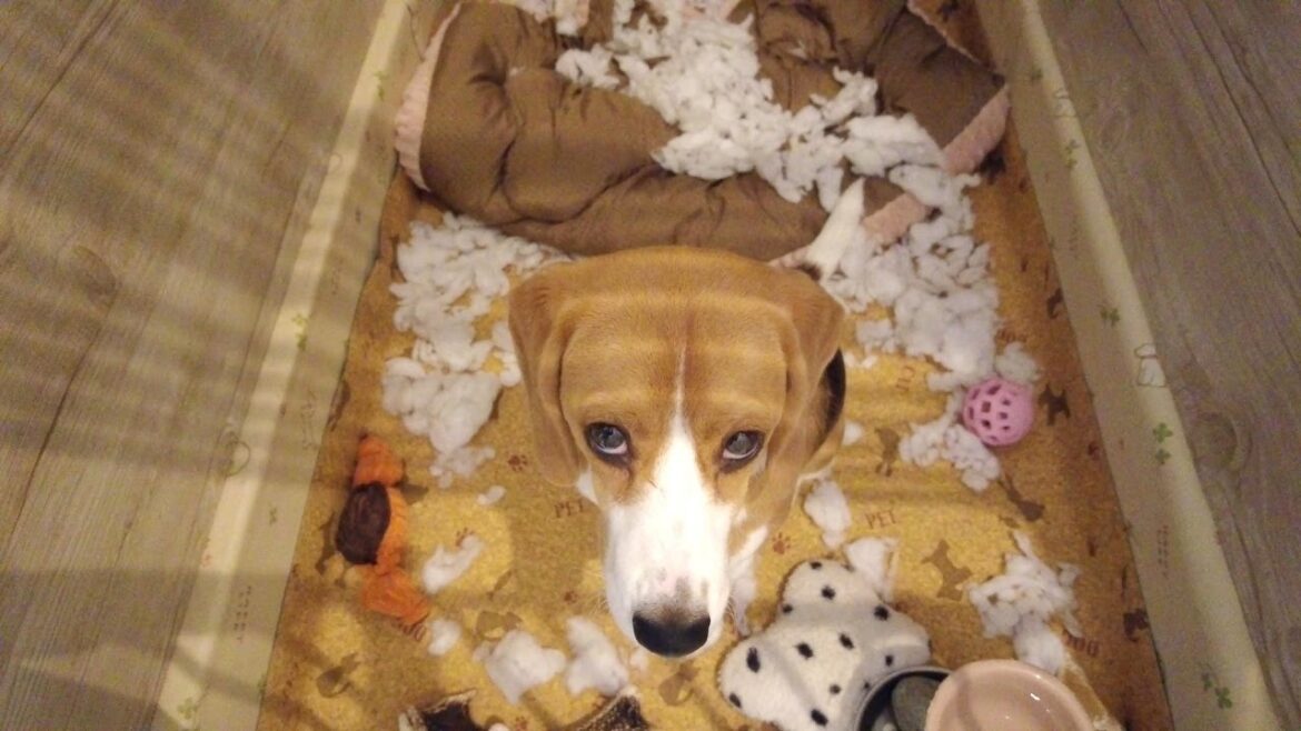 気ままなビーグル犬と1年間を共に暮らすとほんとに沢山の思い出が出来ます笑