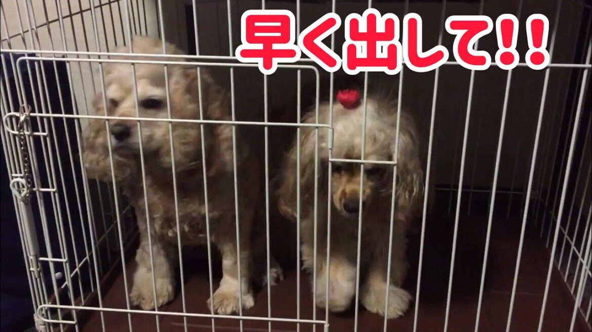 犬の鳴き声、アメリカンコッカースパニエル